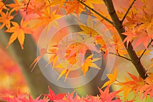 Background Japanese Autumn Maple leaves