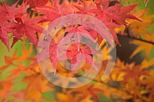 Background Japanese Autumn Maple leaves