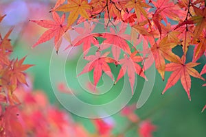 Background Japanese Autumn Maple leaves