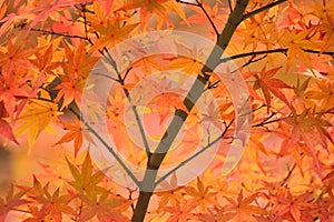 Background Japanese Autumn Maple leaves