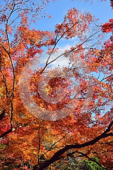 Background Japanese Autumn Maple leaves