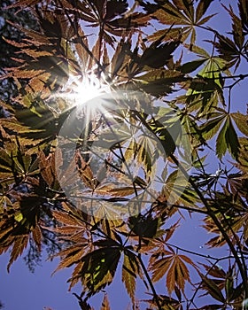 Background of Japanese maple leaves with sunburst