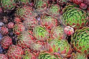 Background of Jovibarba globifera Succulent or Hens and Chicks photo
