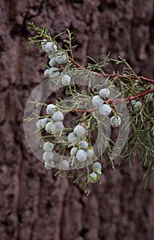 Background of juniper berries against tree bark