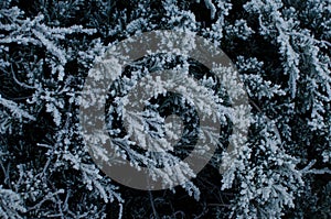 Background of Junipers with frost photo