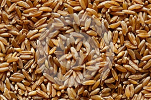 Background of kamut wheat kernels.
