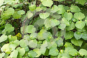 Background of Kawakawa Piper Excelsum, also known as MÄori kava