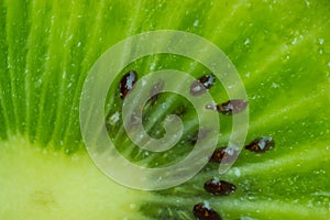 Background with kiwi macro