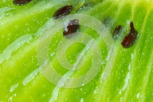 Background with kiwi macro