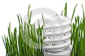 Light Bulb and Grass
