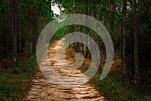 Background of landsacpe forest path pine tree