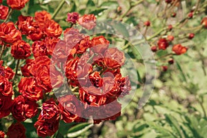 background from a large bush of beautiful red or pink bright roses. A bush of fresh flowers in the garden or backyard