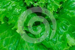 Background of large green lettuce leaves, close-up. Fresh salad leaves plant. Raw green leaf vegetables, top view. Salad