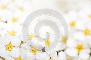 Background with a large group of wild jasmine