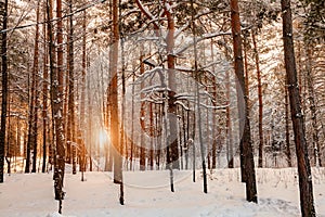Background from a large number of tall pine trees in a forest on a snowy winter day with snowdrifts and the sun shining through