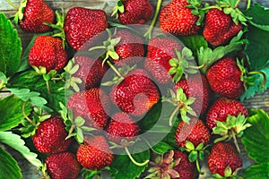 Background of large red strawberries with leaves, garden berries