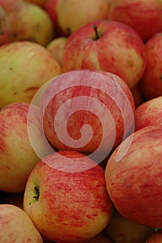 Background of large red-yellow apples. A lot of juicy, ripe, bicolored apples