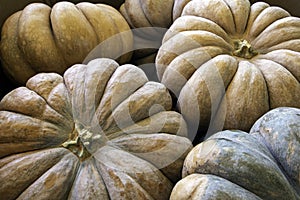 Background of large Rumbo pumpkins photo