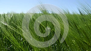 Background from large spikelets of organic green wheat before being treated with herbicides and fertilizers