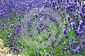 Background of lavender flowers