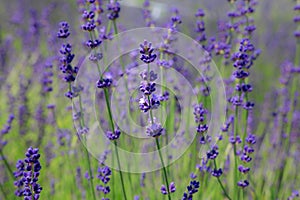 Background of Lavender photo