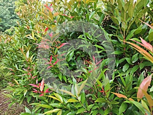 Background layout of ornamental plants with red leaf shoots