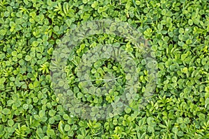 Background from leaf clover