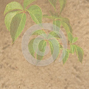 Background with leaf of grape