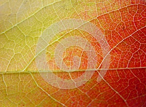 Background leaf in green, yellow and red