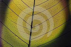 background from leaf skeleton with veins and cells