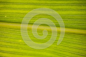 Background of Leaf viens and lines