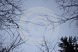 a background of leafless twigs in a grey sky