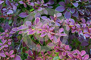 Background of leaves of barberry, red, purple, with different shades, with green caim