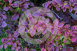 Background of leaves of barberry, red, purple, with different shades, with green caim