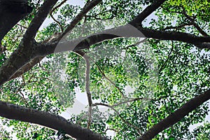 Background leaves on the branches of the big trees