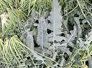 background of leaves of cabbages called Broccolo fiolaro in Ital photo