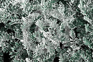 Background of leaves Cineraria Cineraria Dusty Miller Natural texture closeup