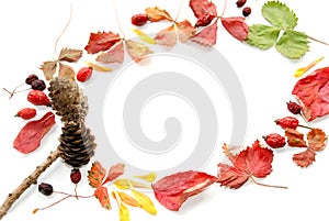 Background with leaves and cones