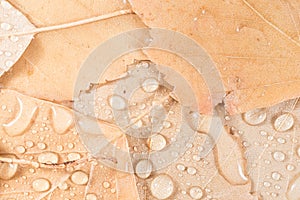 Background of leaves