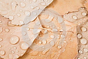 Background of leaves