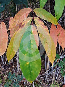 Background leaves orange coler tree green forest