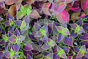 Plectranthus scutellarioides photo