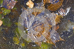 Background . Leaves under the ice .