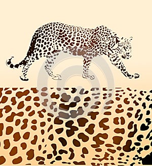 Background from leopard