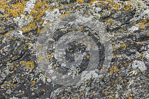 Background of lichen, eaweed and rock