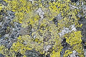 Background from lichens