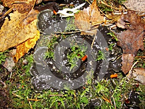 Background with lichens and moss - dog lichen; Peltigera Canina