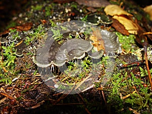 Background with lichens and moss - dog lichen; Peltigera Canina