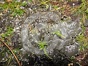 Background with lichens and moss - dog lichen; Peltigera Canina.dog lichen in the autumn forest of northern Europe