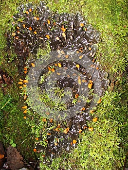 Background with lichens and moss - dog lichen; Peltigera Canina.dog lichen in the autumn forest of northern Europe